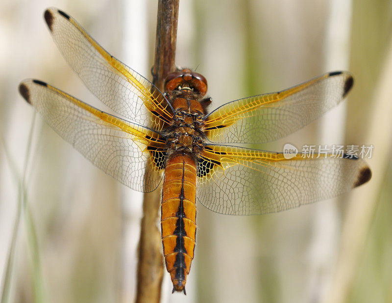 蓝色追逐蜻蜓(Libellula fulva)雌性